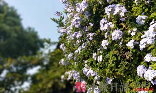 東經(jīng)日語東經(jīng)俱樂部活動